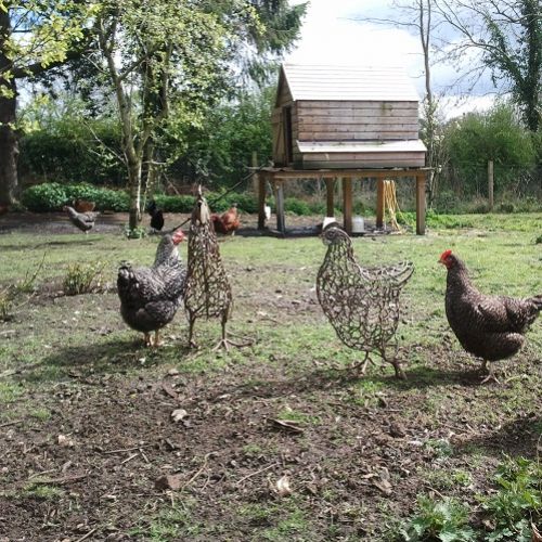 Chickens In Orchard