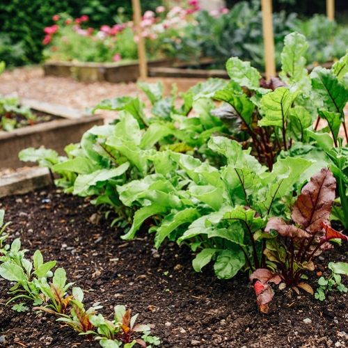 Beetroot Growing in the Garden