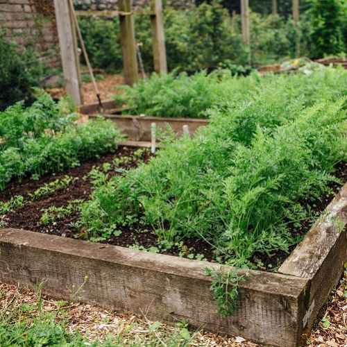 Carrots Veg Garden