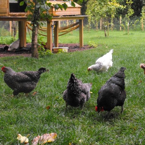 Chickens in Orchard